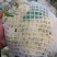砀山有机菜花大量上市中现货供应保质保量价格实惠