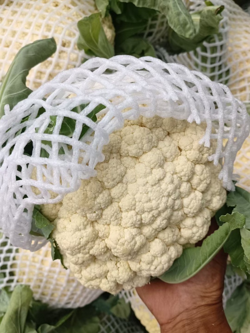 砀山有机菜花大量上市中现货供应保质保量价格实惠