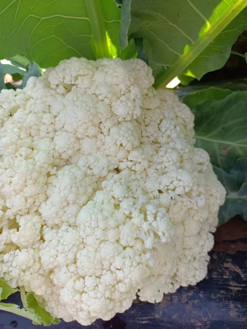 砀山有机菜花大量上市中现货供应保质保量价格实惠