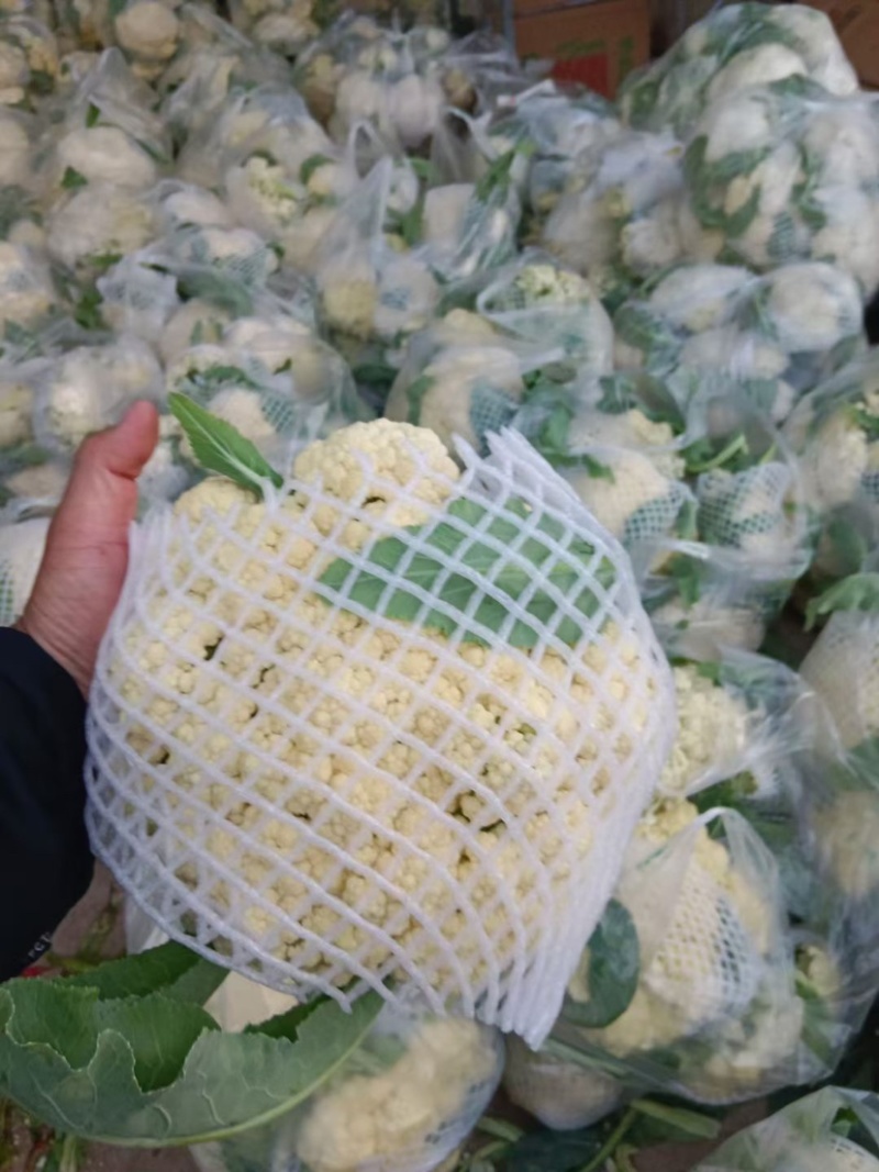 砀山有机菜花大量上市中现货供应保质保量价格实惠