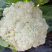 砀山有机菜花大量上市中现货供应保质保量价格实惠