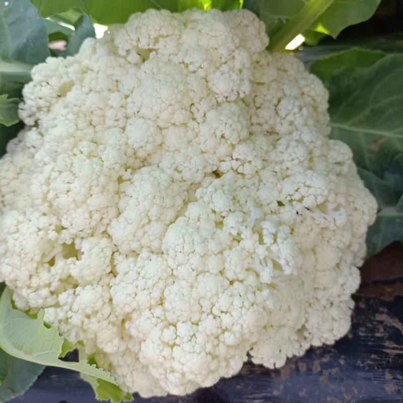 砀山有机菜花大量上市中现货供应保质保量价格实惠