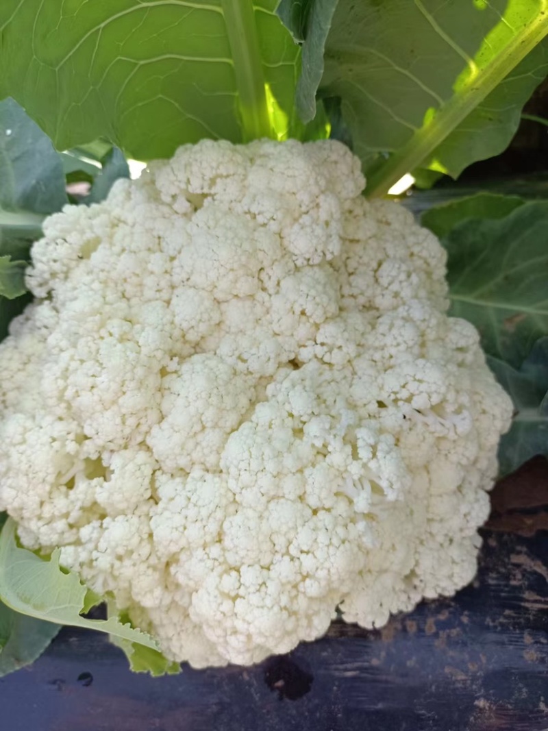 白面青梗有机花菜批发商超档口餐饮电商包食宿一条龙服务