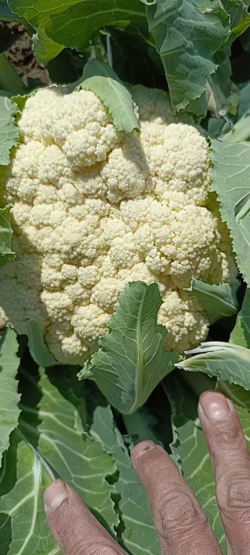 白面青梗有机花菜批发商超档口餐饮电商包食宿一条龙服务