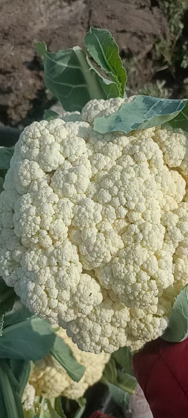 白面青梗有机花菜批发商超档口餐饮电商包食宿一条龙服务