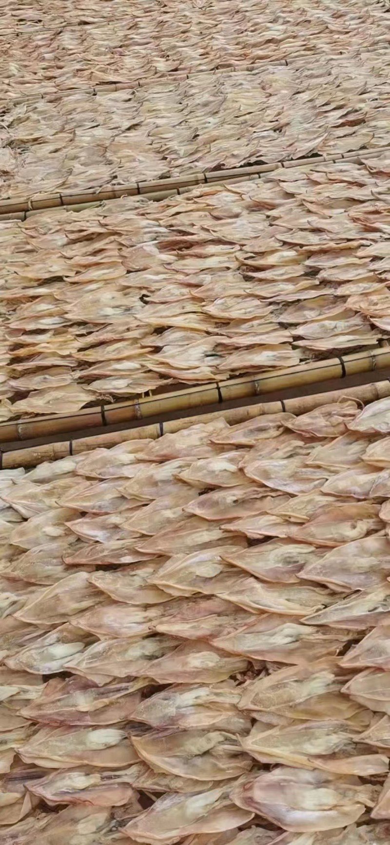 鱿鱼母干带卵干籽生晒母鱿鱼孕妇海鲜干货月子煲汤