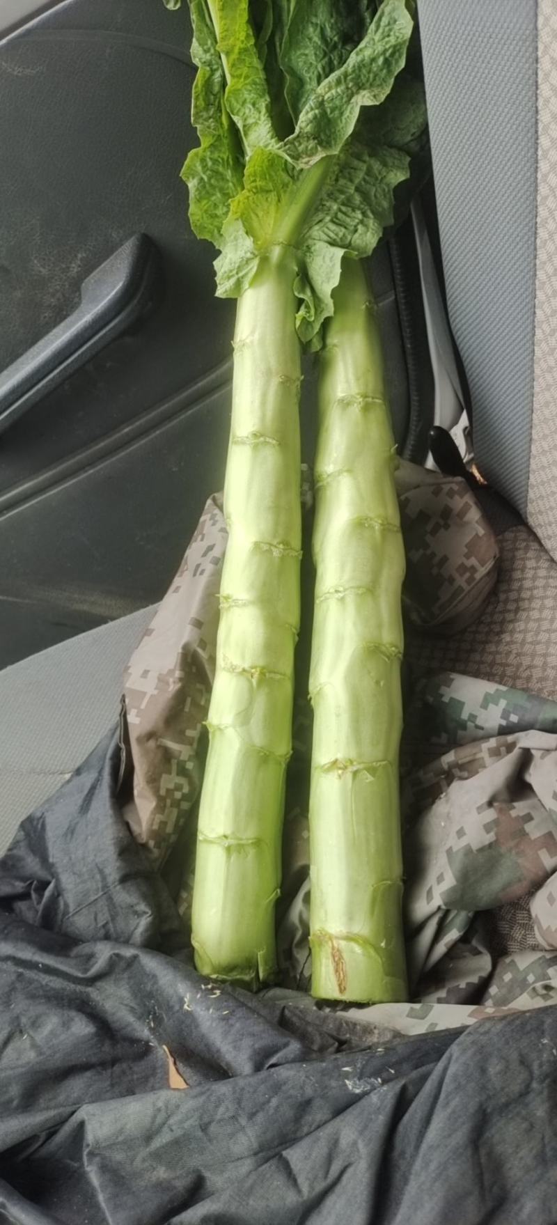 精品三青大量供应中。看货论价。量大总有你看着货