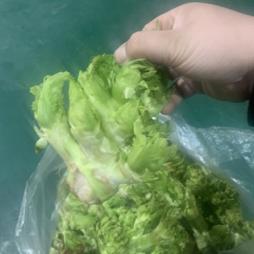 最早儿菜