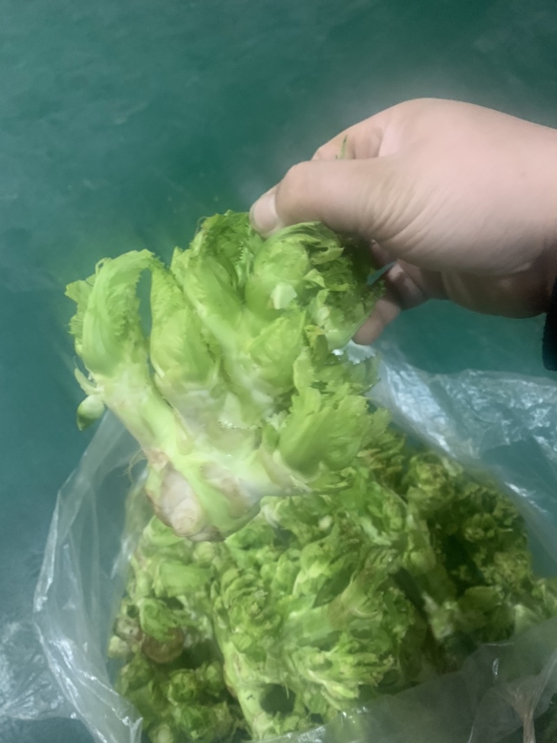 最早儿菜