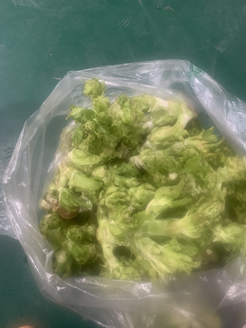 最早儿菜