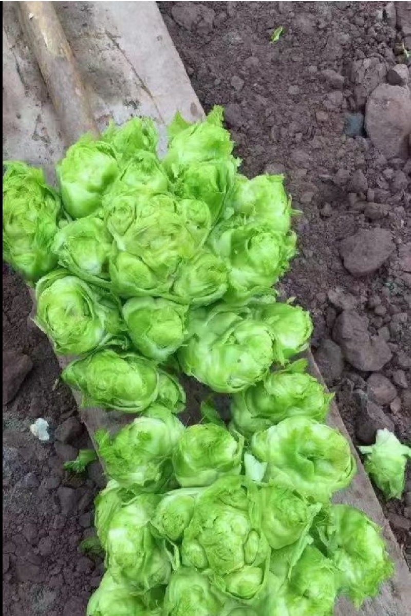 最早儿菜