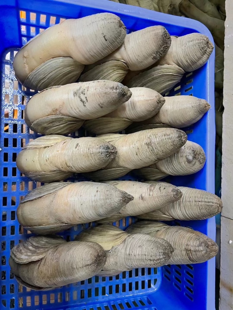 墨西哥象拔蚌（水蚌）