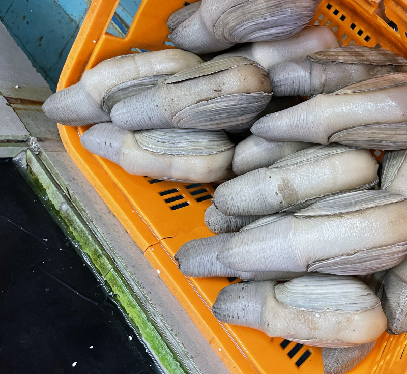 墨西哥象拔蚌（水蚌）