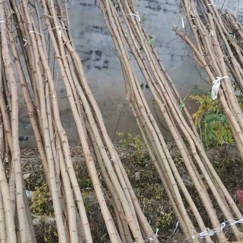 刺槐苗0.4—6基地直发刺槐成活率高常年供应，量大从优。
