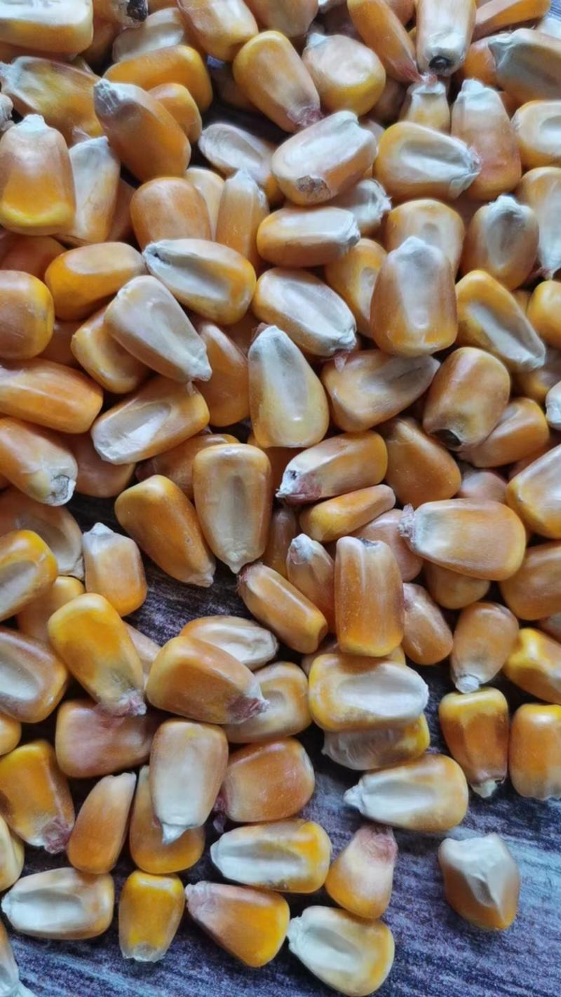 大颗粒玉米，水分好、干玉米粒、容重710以上。