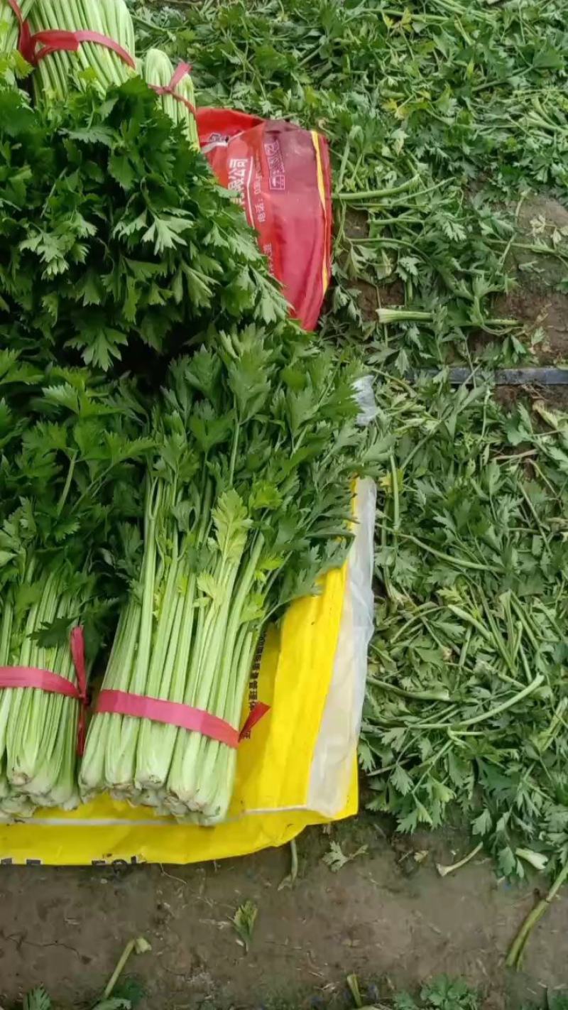 精品小棵毛菜，货源冲足，颜色亮，现砍现发，欢迎采购！