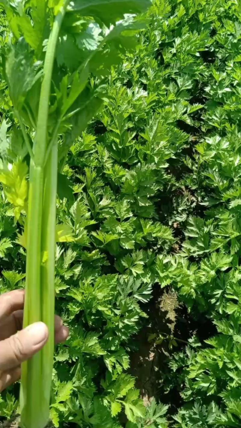 精品小棵毛菜，货源冲足，颜色亮，现砍现发，欢迎采购！