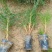 两年生营养杯油松小苗8X12杯