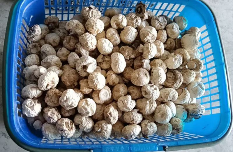 星必德口蘑白蘑菇双孢菇干货，各种品质都有