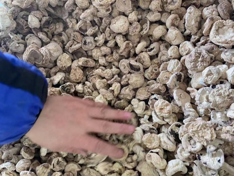星必德口蘑白蘑菇双孢菇干货，各种品质都有