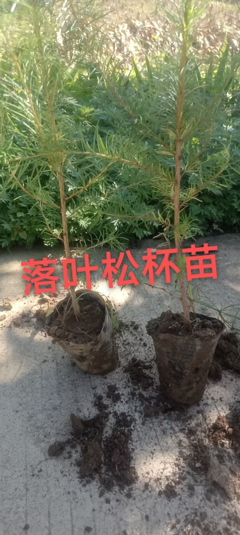 营养杯落叶松树苗长年供应大小杯其全欢迎选购