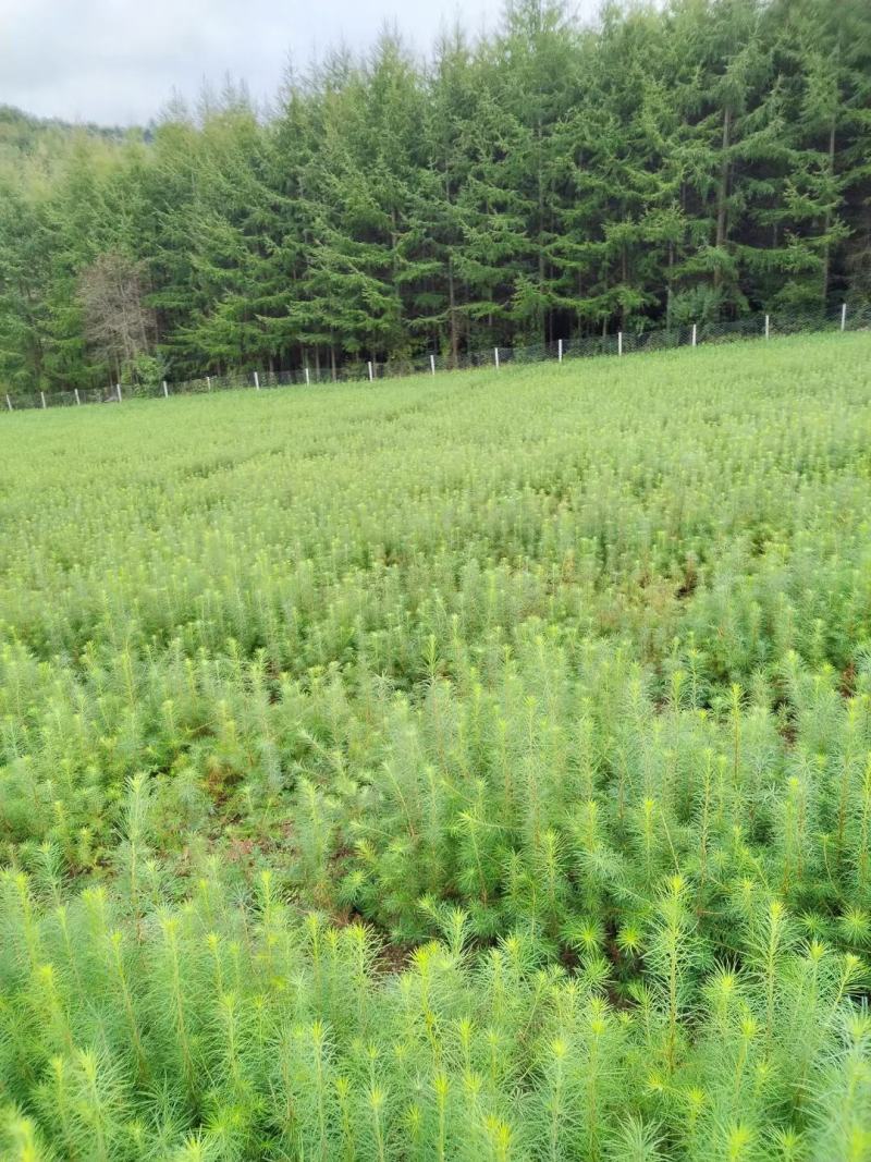 营养杯落叶松树苗长年供应大小杯其全欢迎选购