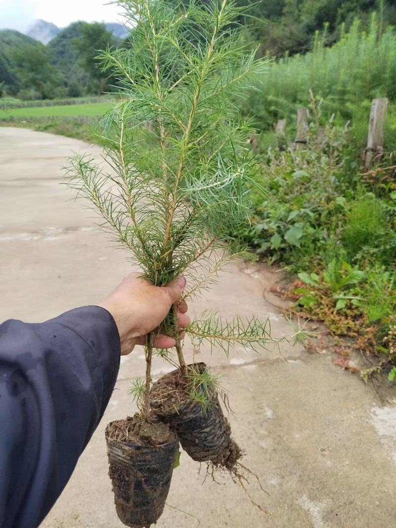 营养杯落叶松树苗长年供应大小杯其全欢迎选购