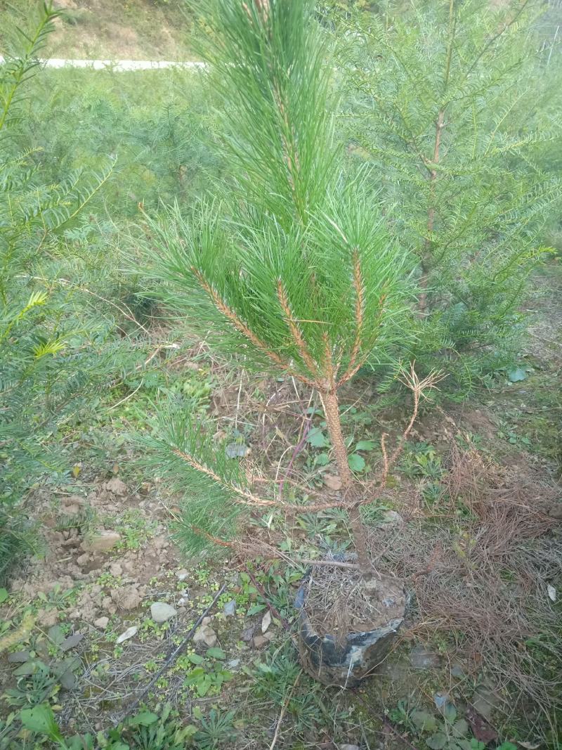 营养杯油松大小都有质量很好，地径粗成活率高。