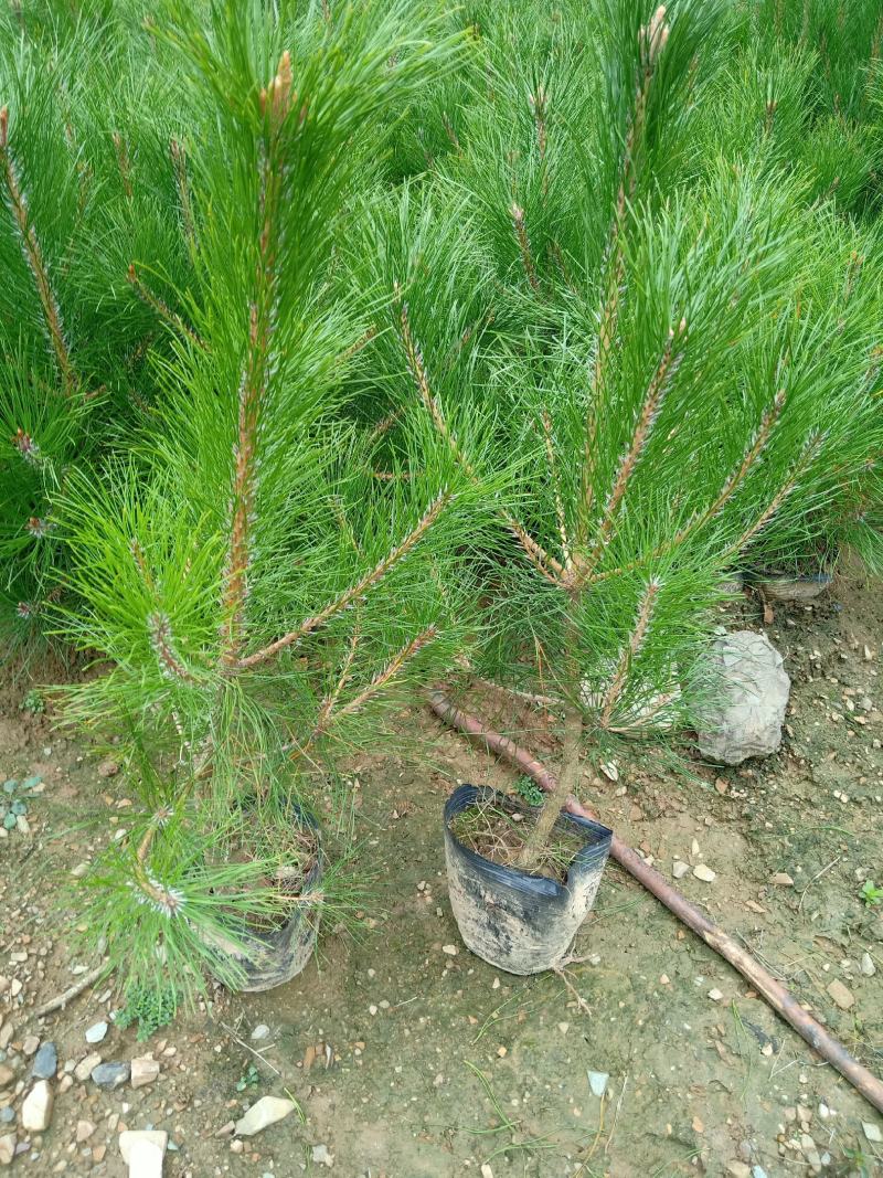 营养杯油松大小都有质量很好，地径粗成活率高。