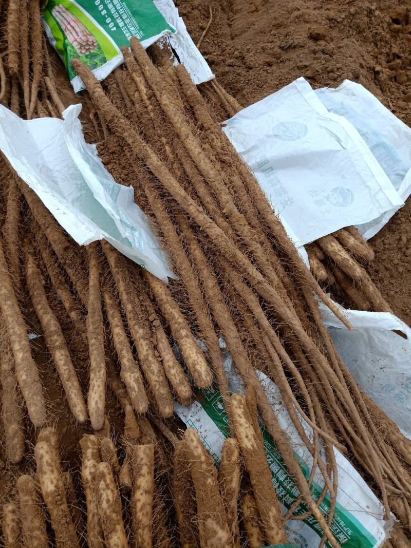 灵宝市铁棍山药大量开挖上市了