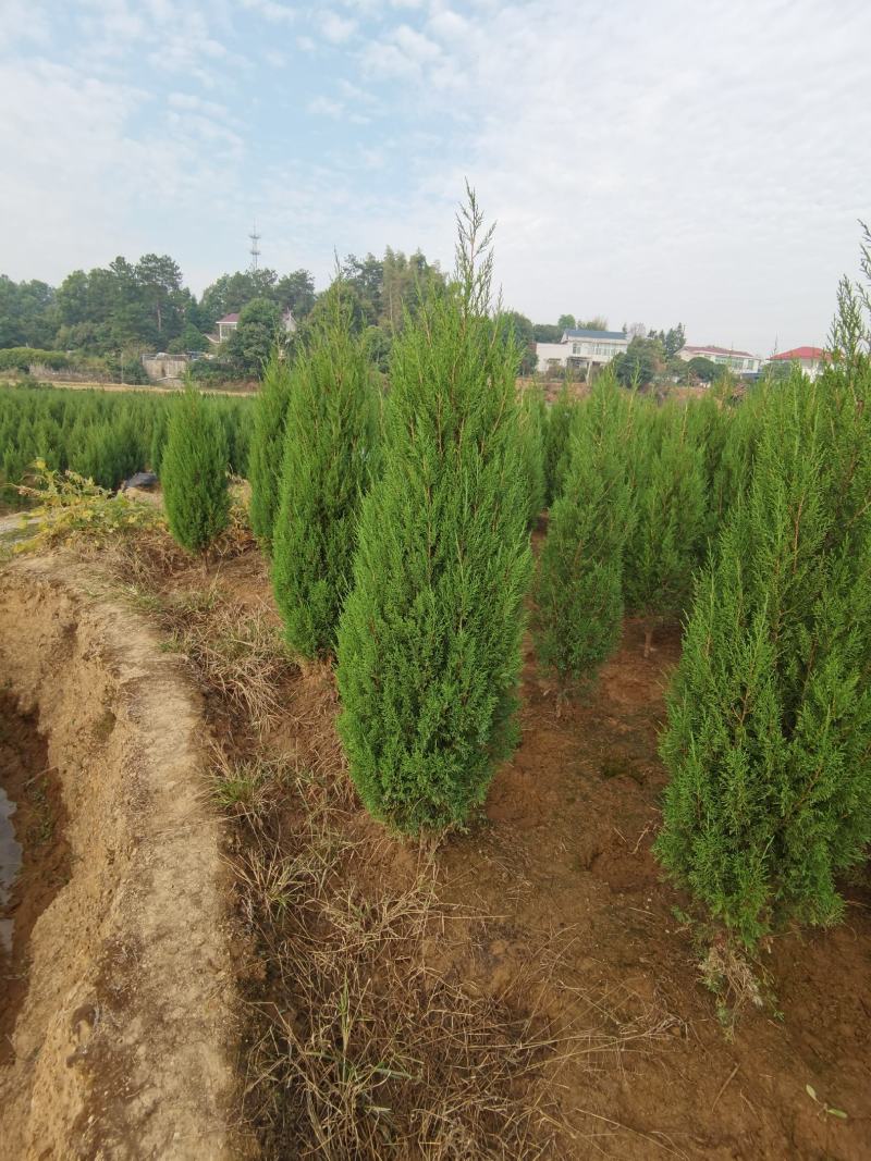 【湖南塔柏】柏树种植基地价格优势欢迎电话咨询