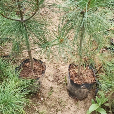 营养杯华山松一手货源视频看货品质保证以质论价