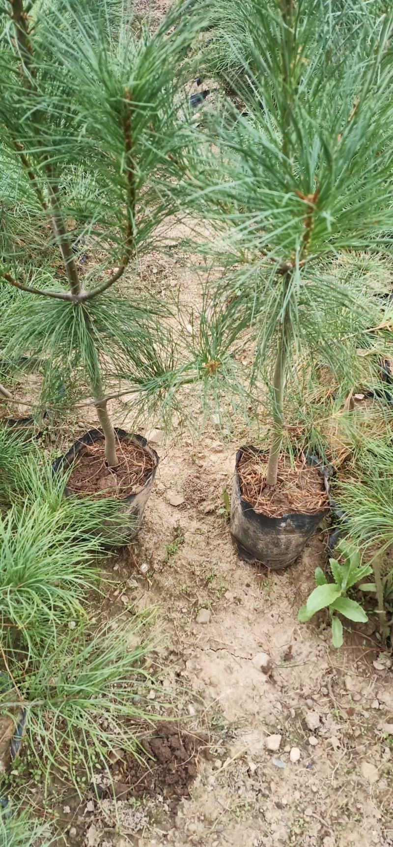 营养杯华山松一手货源视频看货品质保证以质论价