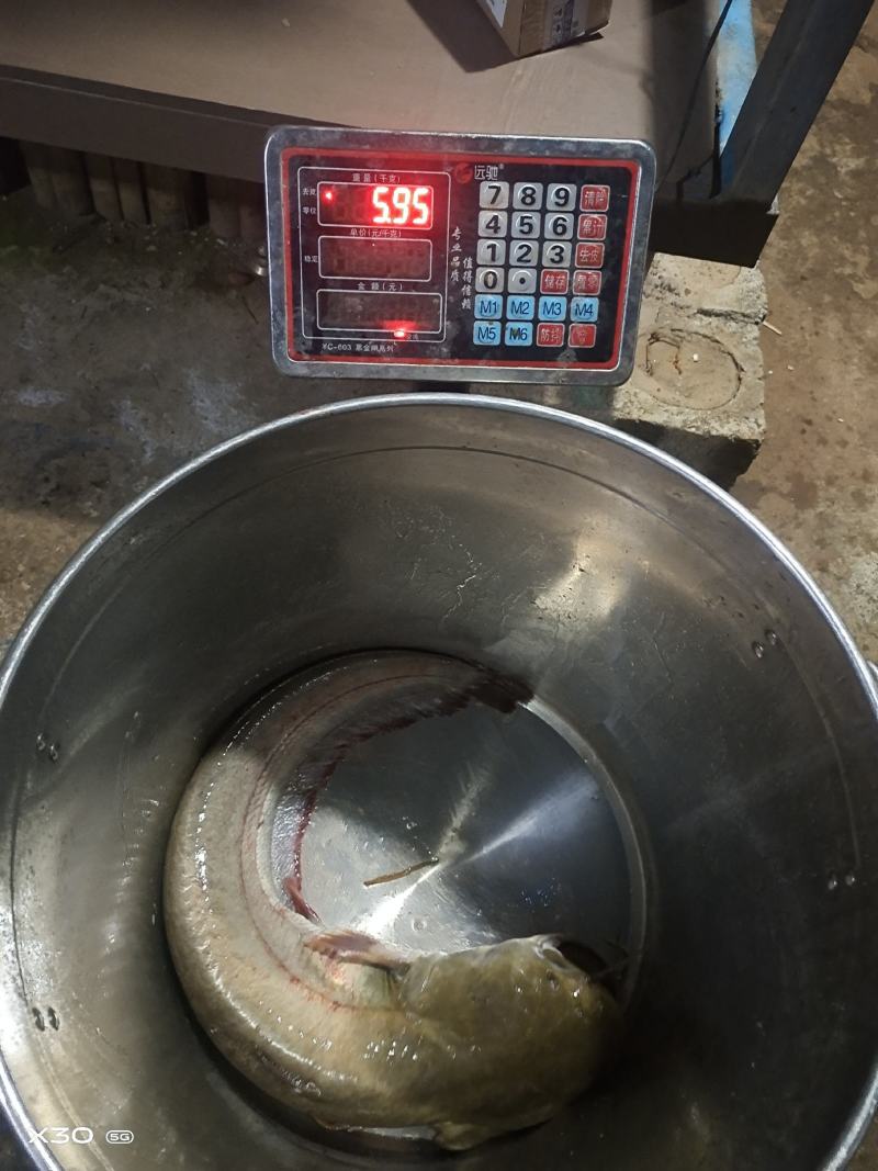 巧家县梨树钓塘大口鲶出售
