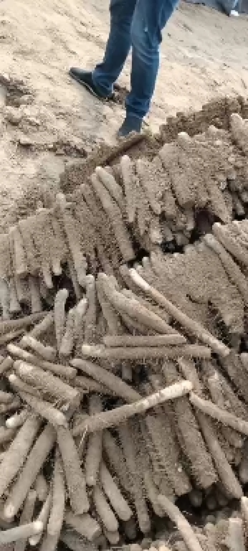 麻山药内黄县山药基地棒山药双棒小白嘴紫药大量上市中