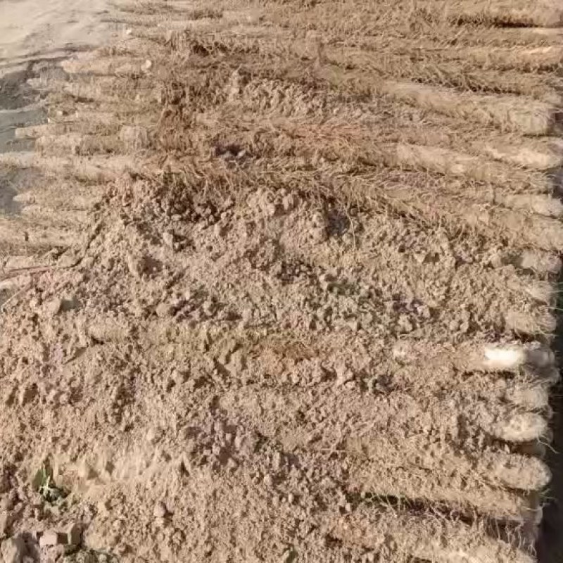 麻山药内黄县山药基地棒山药双棒小白嘴紫药大量上市中
