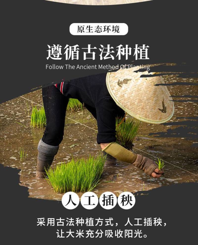 2024年优质大米香米猫牙米油粘米丝苗米贡米绿色安全