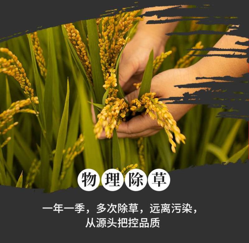 2024年优质大米香米猫牙米油粘米丝苗米贡米绿色安全