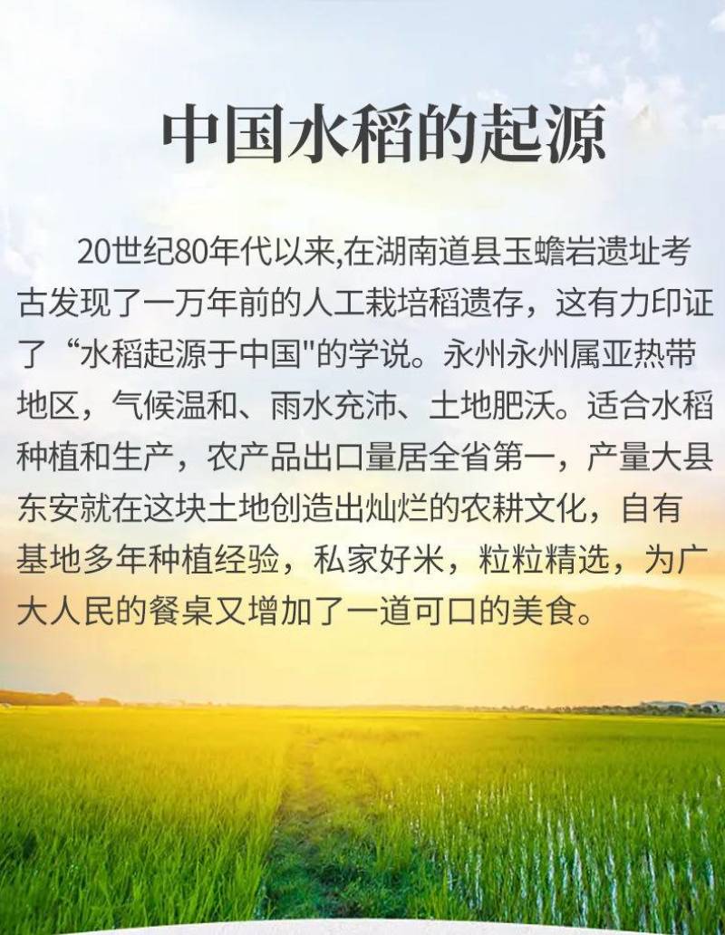 2024年优质大米香米猫牙米油粘米丝苗米贡米绿色安全
