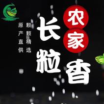 2023年优质大米香米猫牙米油粘米丝苗米贡米绿色安全