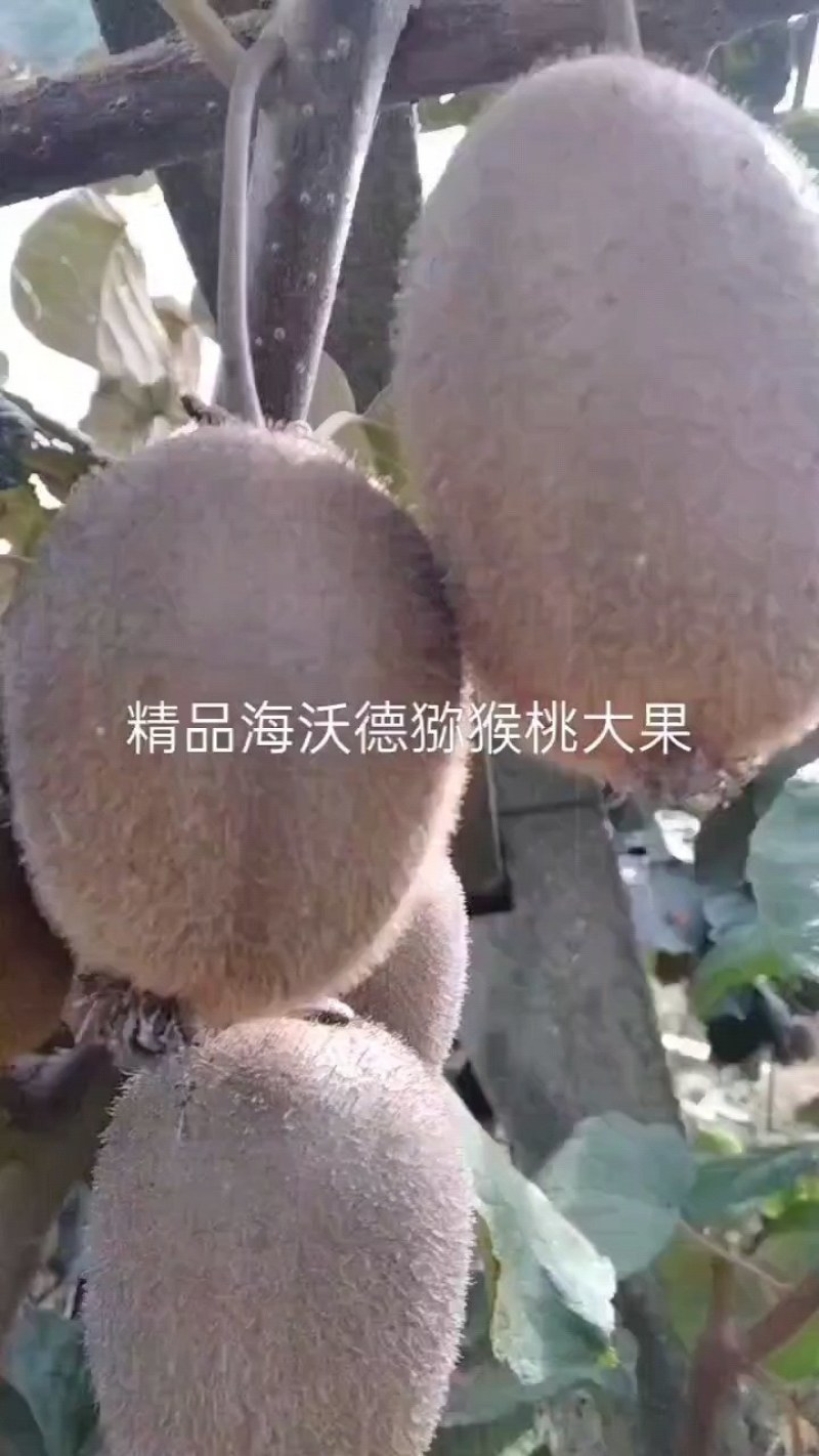 周至产地猕猴桃金福海沃德果园现摘大量现货