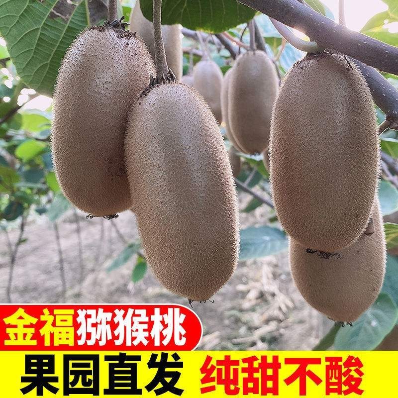 周至产地猕猴桃金福海沃德果园现摘大量现货