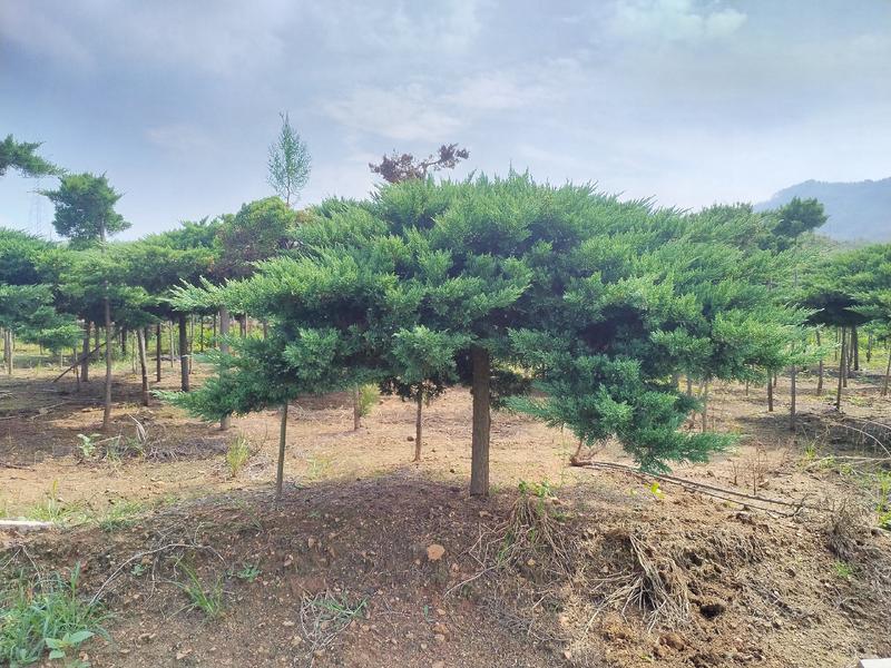 大冠幅高杆地龙景观树