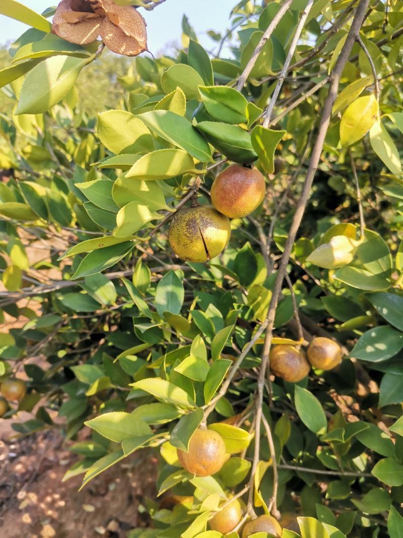 油茶果