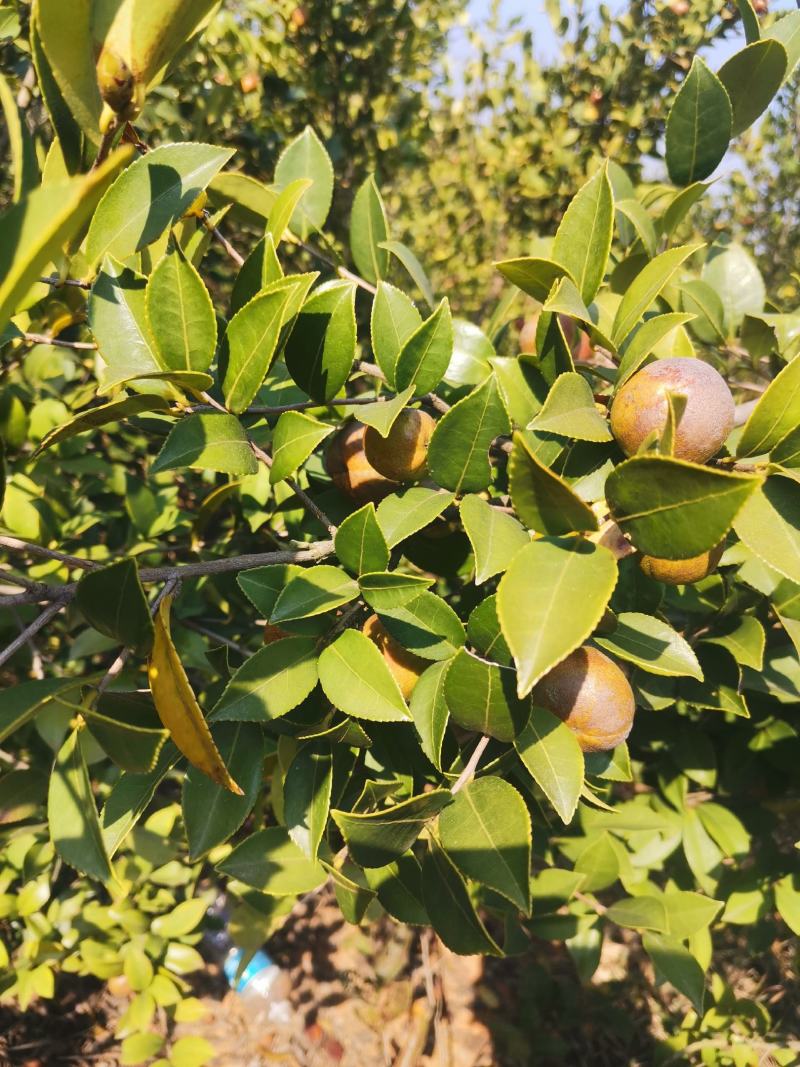 油茶果