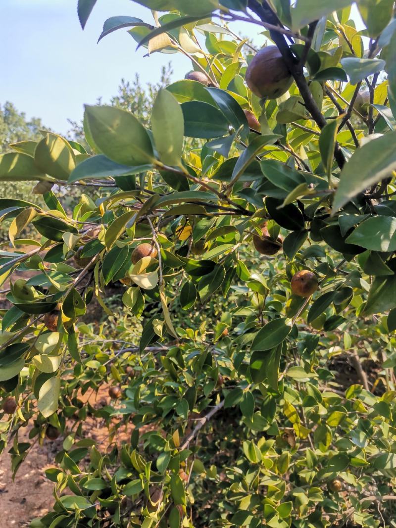 油茶果