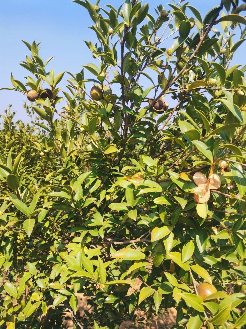 油茶果