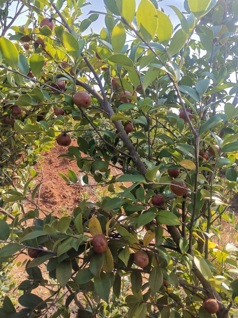 油茶果