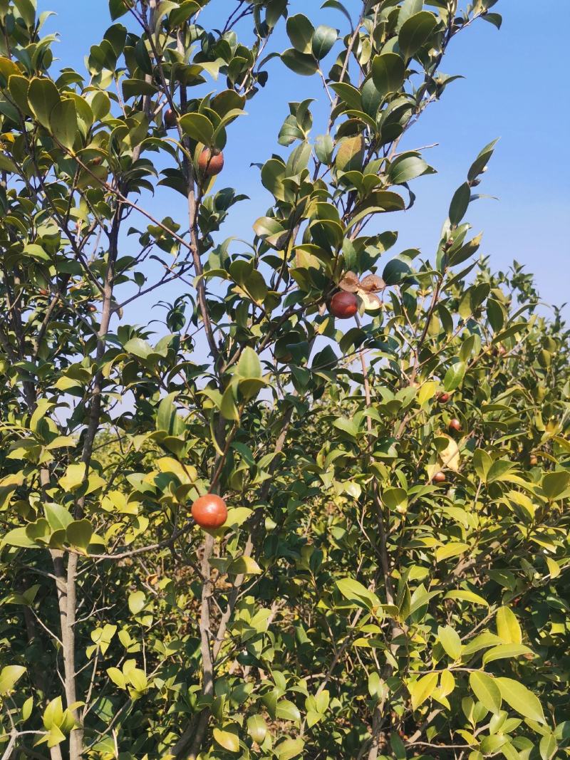 油茶果