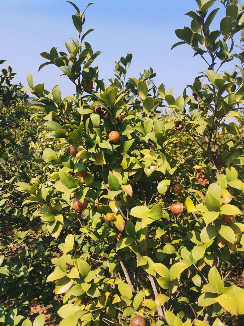 油茶果